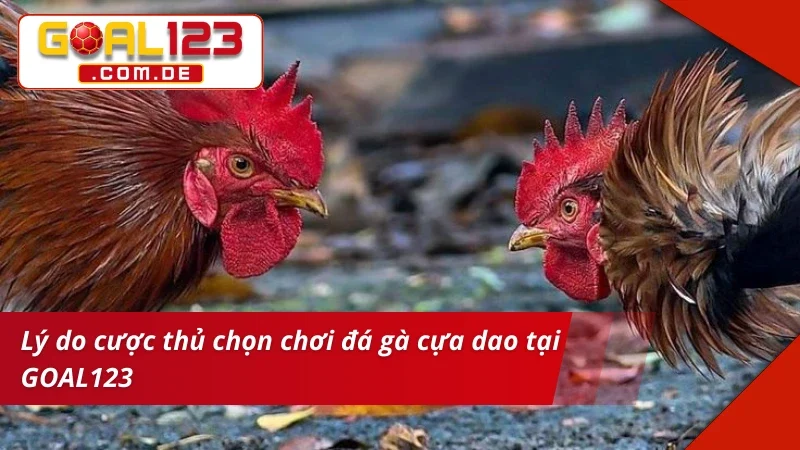 Trải nghiệm bùng nổ cùng siêu phẩm Đá Gà Cựa Dao