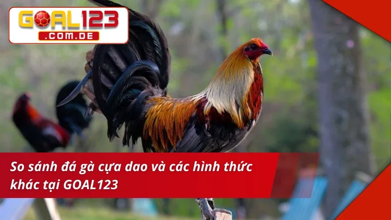 Trải nghiệm hấp dẫn và máu lửa với Đá Gà Cựa Dao