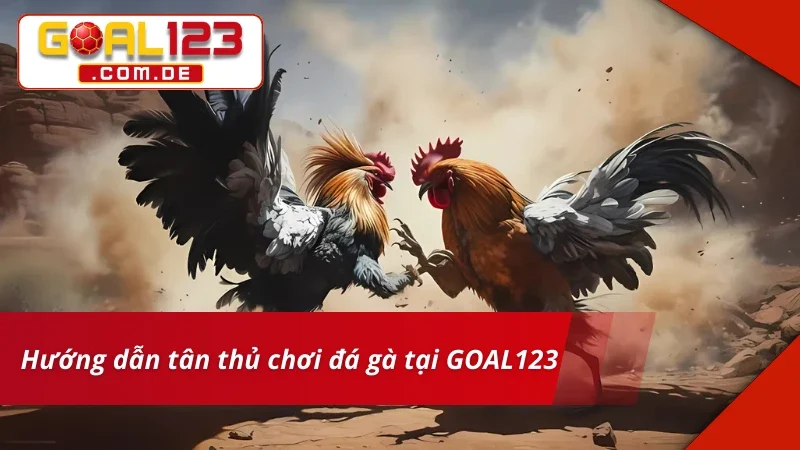 Tân thủ bet kèo Đá Gà Cựa Sắt siêu đơn giản